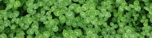 clover, plant, green wallpaper Wallpaper 1590x400