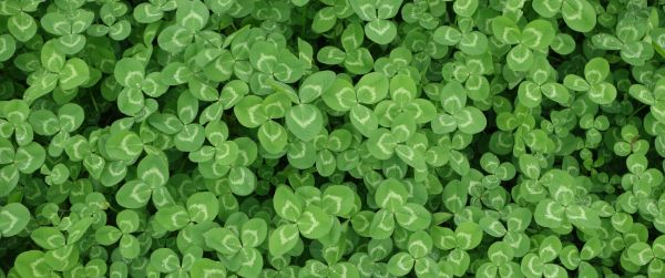 clover, plant, green wallpaper Wallpaper 3440x1440