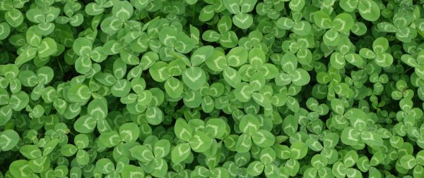 clover, plant, green wallpaper Wallpaper 2560x1080