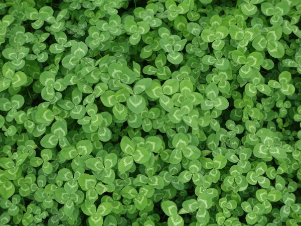 clover, plant, green wallpaper Wallpaper 1024x768