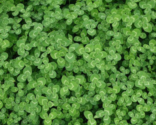 clover, plant, green wallpaper Wallpaper 1280x1024