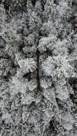 winter forest, snow forest Wallpaper 640x1136