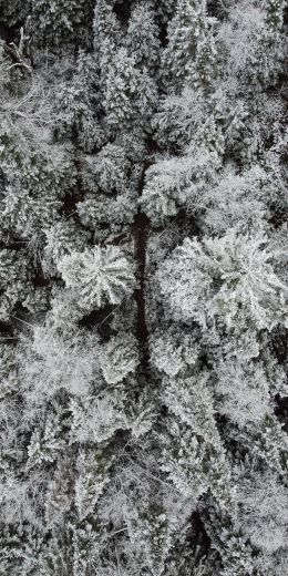 winter forest, snow forest Wallpaper 720x1440
