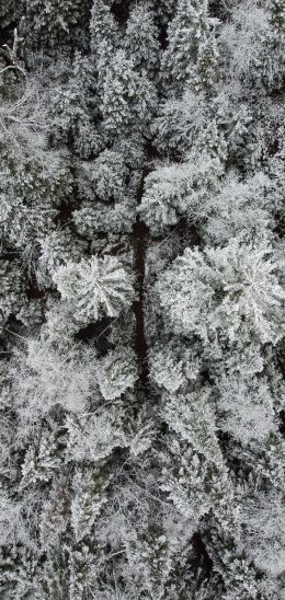 winter forest, snow forest Wallpaper 1080x2280