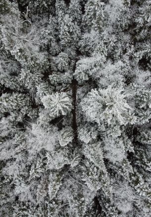 winter forest, snow forest Wallpaper 1640x2360