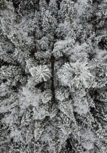 winter forest, snow forest Wallpaper 1668x2388
