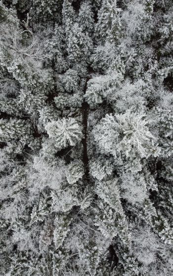 Обои 1752x2800 зимний лес, снежный лес