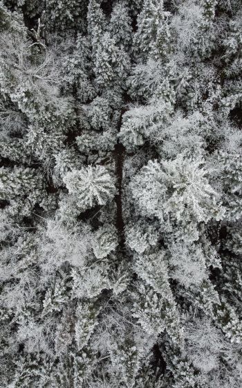 Обои 1200x1920 зимний лес, снежный лес