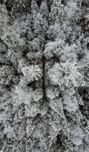 winter forest, snow forest Wallpaper 600x1024