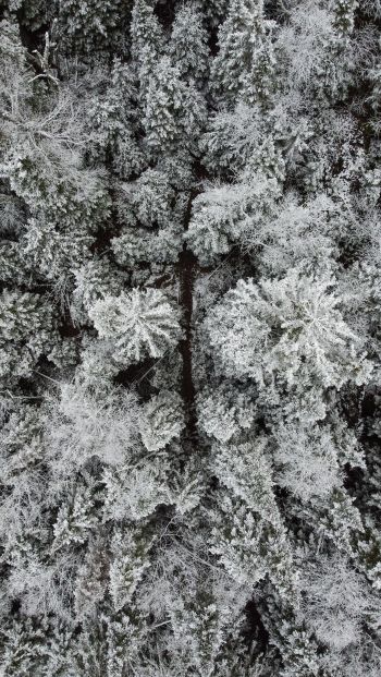 Обои 640x1136 зимний лес, снежный лес
