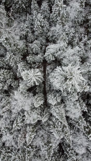 Обои 1080x1920 зимний лес, снежный лес