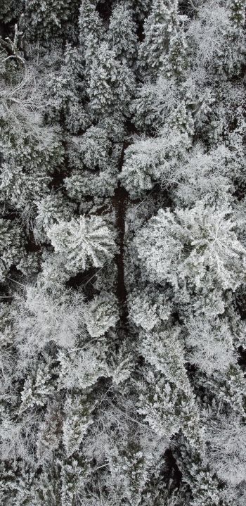 Обои 1440x2960 зимний лес, снежный лес