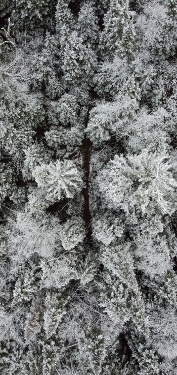 Обои 1080x2280 зимний лес, снежный лес