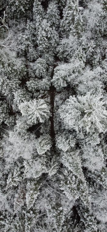 winter forest, snow forest Wallpaper 1170x2532