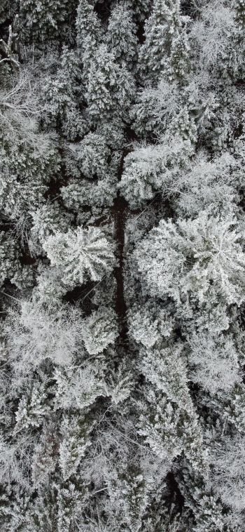 Обои 1080x2340 зимний лес, снежный лес