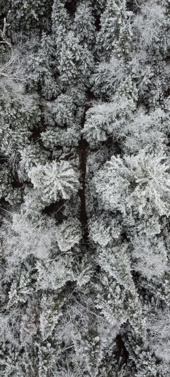 winter forest, snow forest Wallpaper 1440x3200