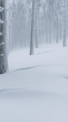 snow forest, winter forest Wallpaper 640x1136