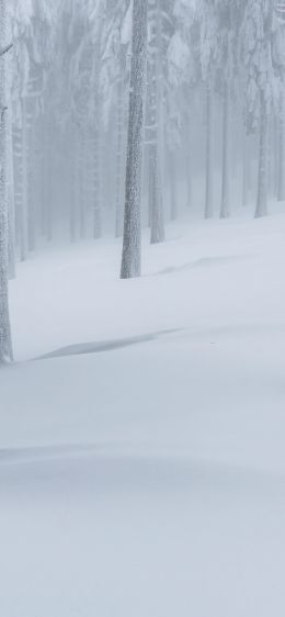 snow forest, winter forest Wallpaper 828x1792