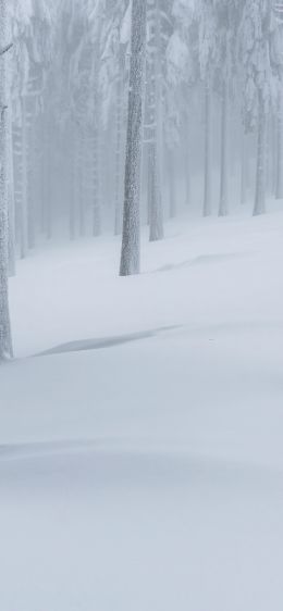 snow forest, winter forest Wallpaper 1242x2688