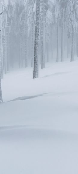 snow forest, winter forest Wallpaper 720x1600