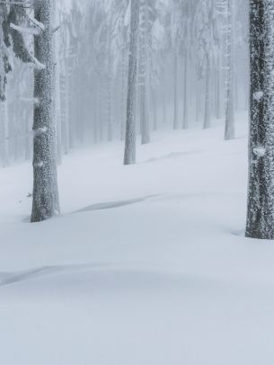 snow forest, winter forest Wallpaper 2048x2732