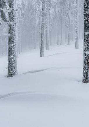 Обои 1668x2388 снежный лес, зимний лес