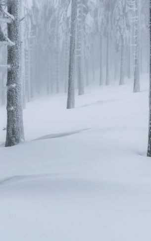 snow forest, winter forest Wallpaper 1752x2800