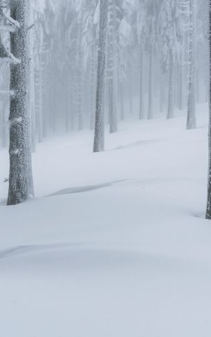 snow forest, winter forest Wallpaper 800x1280
