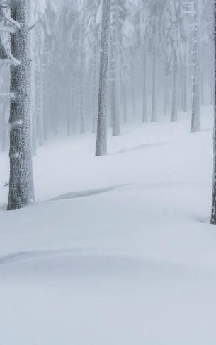 snow forest, winter forest Wallpaper 1600x2560