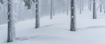 snow forest, winter forest Wallpaper 3440x1440