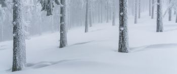 snow forest, winter forest Wallpaper 2560x1080