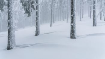 Обои 3840x2160 снежный лес, зимний лес
