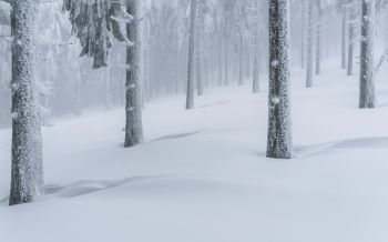 Обои 2560x1600 снежный лес, зимний лес