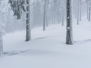 Обои 800x600 снежный лес, зимний лес