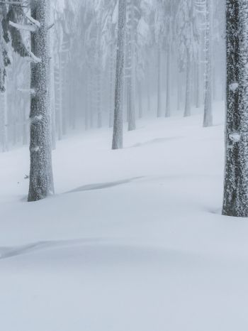 snow forest, winter forest Wallpaper 1668x2224