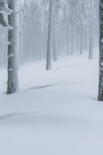 Обои 640x960 снежный лес, зимний лес