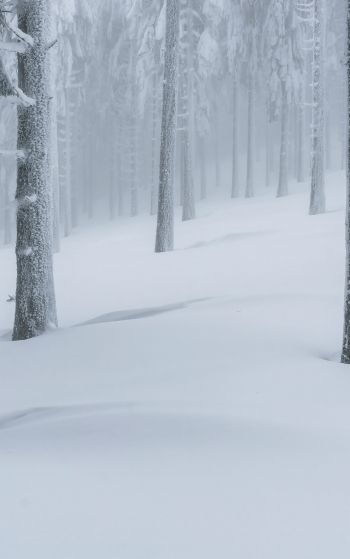 Обои 1752x2800 снежный лес, зимний лес
