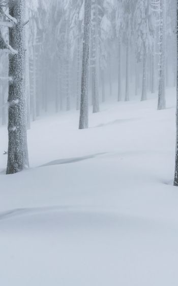 Обои 1200x1920 снежный лес, зимний лес