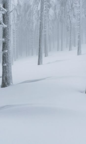 Обои 1200x2000 снежный лес, зимний лес
