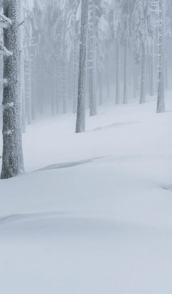 Обои 600x1024 снежный лес, зимний лес