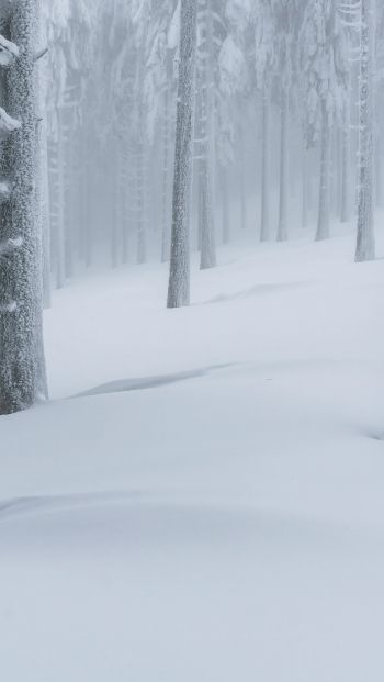 Обои 640x1136 снежный лес, зимний лес