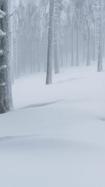 Обои 750x1334 снежный лес, зимний лес