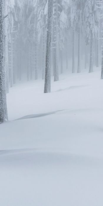 Обои 720x1440 снежный лес, зимний лес