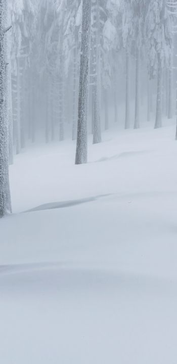 Обои 1080x2220 снежный лес, зимний лес