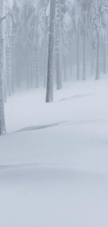 Обои 1080x2280 снежный лес, зимний лес