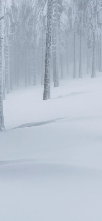 Обои 828x1792 снежный лес, зимний лес