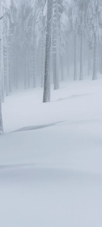 Обои 1440x3200 снежный лес, зимний лес