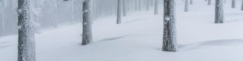 snow forest, winter forest Wallpaper 1590x400