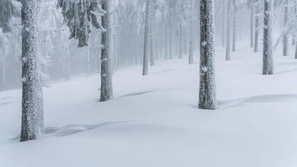 snow forest, winter forest Wallpaper 7273x4091