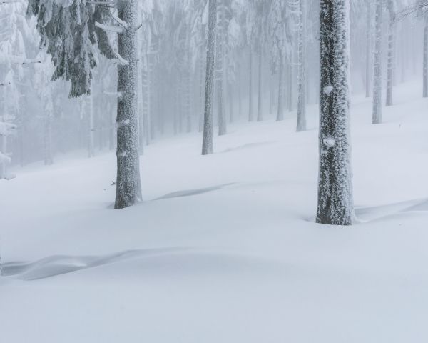 snow forest, winter forest Wallpaper 1280x1024